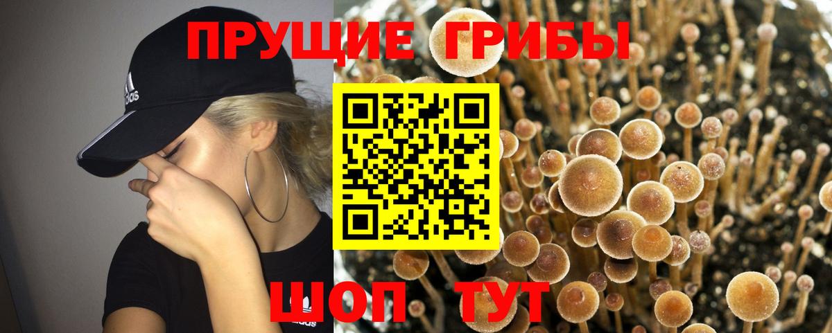 Красноармейск  купить  цена  Вход с VPN  Галлюциногенные грибы Psilocybe 